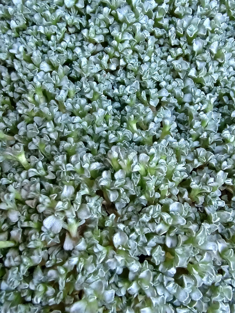 Hornwort tomentoso — foto 1 di 2