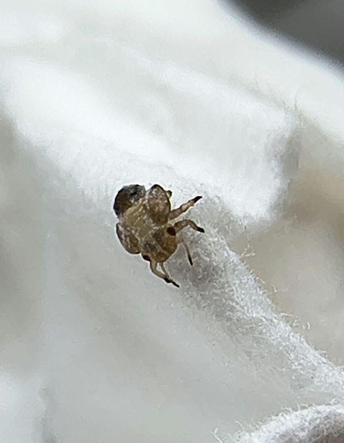 Phthirus pube — Bild 2