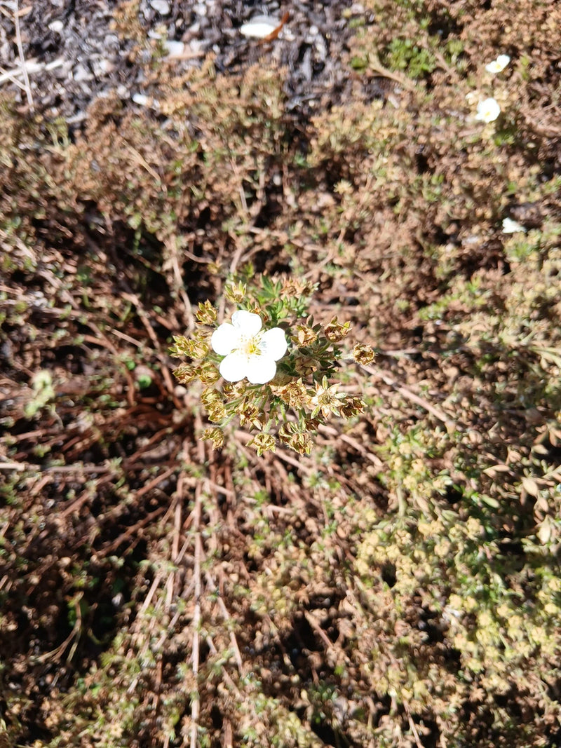 L'immagine mostra uncinquefoglia fruticosa con un fiore bianco ben visibile. La pianta cresce su terreno secco tra rami secchi.