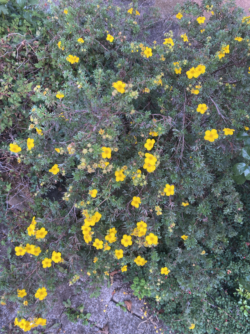 Il cinquefoglie arbustivo mostra numerosi fiori giallo vivo e foglie verdi. L'arbusto cespuglioso cresce su un fondo sassoso.
