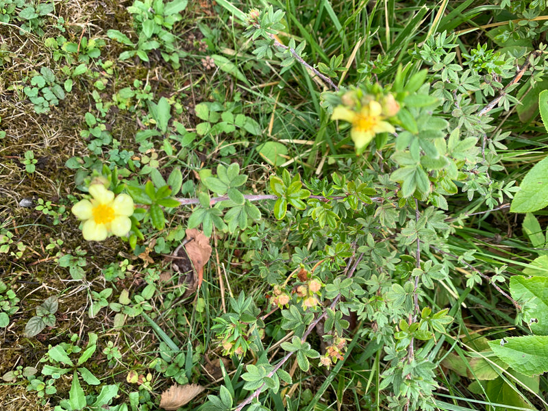 Si vede un arbusto di cinquefoglia con fiori gialli e foglie composte che cresce in un prato. Lo scatto mostra la pianta dall'alto nel suo ambiente naturale.