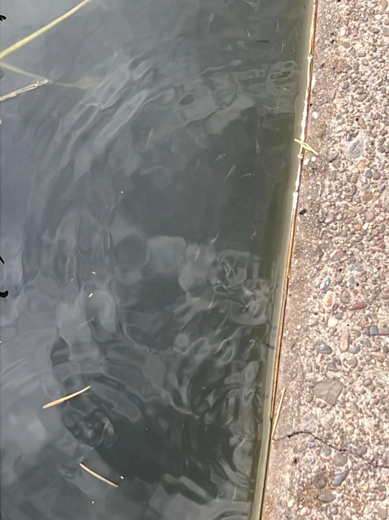 Fische — foto 1 di 1