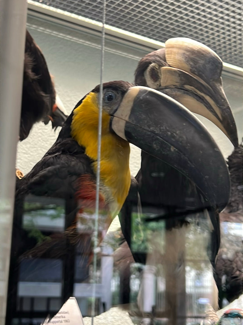 Fischertukan — foto 1 di 1
