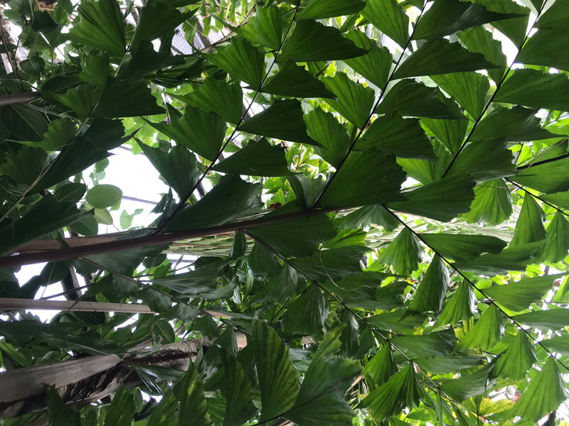 Fischschwanzpalme — foto 3 di 6