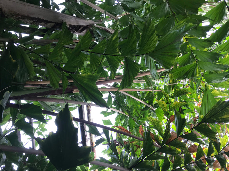 Fischschwanzpalme — foto 4 di 6