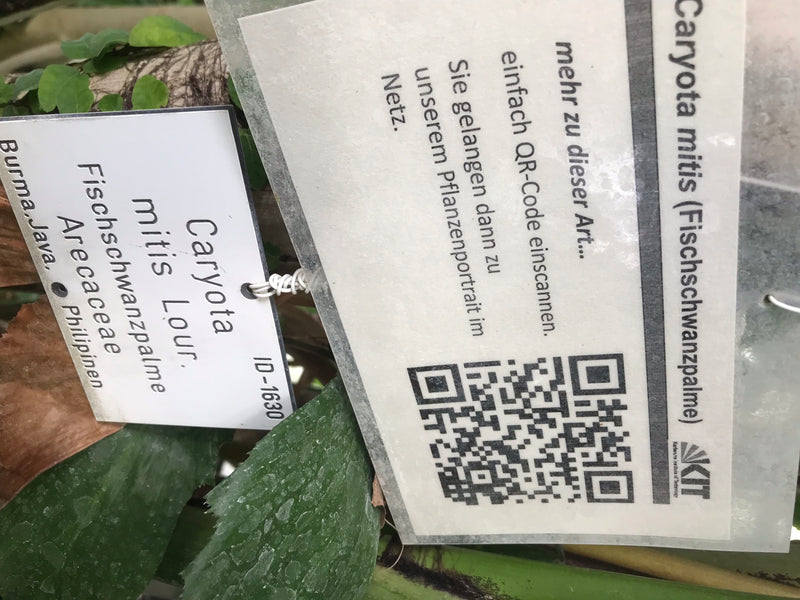 Fischschwanzpalme — foto 5 di 6