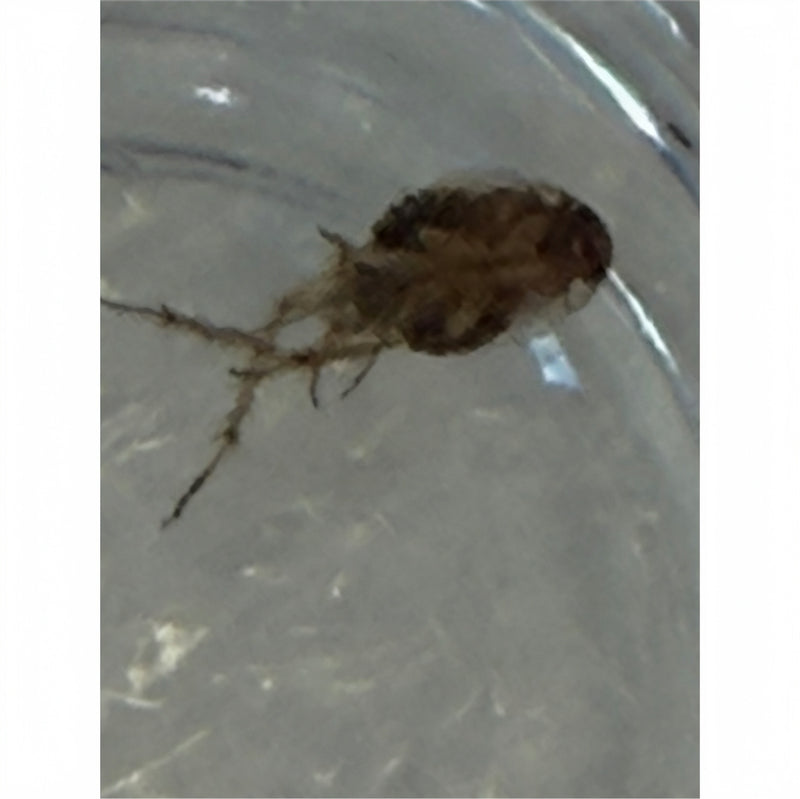 Pulci — Bild 1