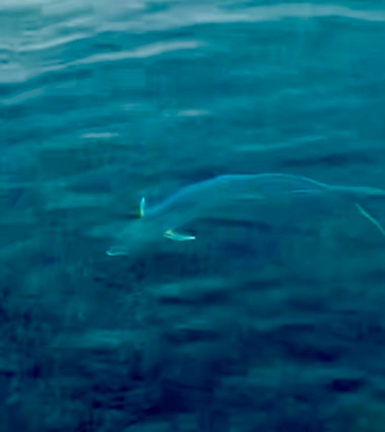 Flötenfisch — foto 1 di 1