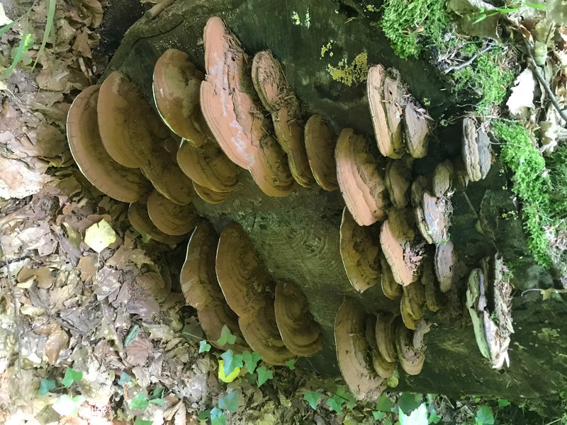 Flacher Lackporling — foto 1 di 1