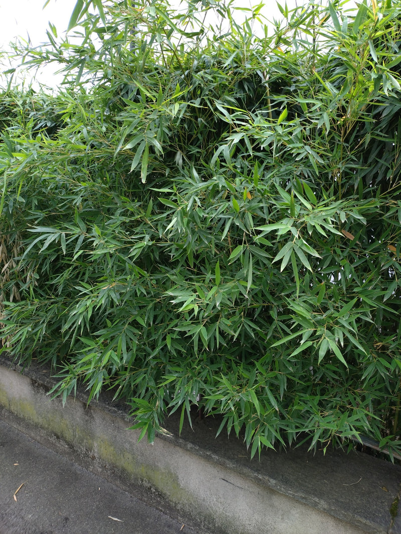 Si vede un fitto gruppo di foglie verdi e steli di bambù dorato dietro un muretto di cemento. La pianta cresce in un ambiente urbano o simile a un giardino.