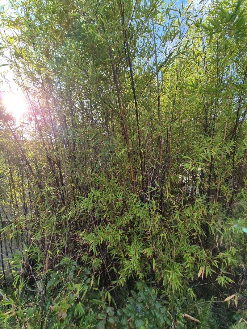È visibile un denso popolamento di bambù con numerose foglie verdi e steli sottili. La pianta cresce in un ambiente naturale alla luce del giorno.