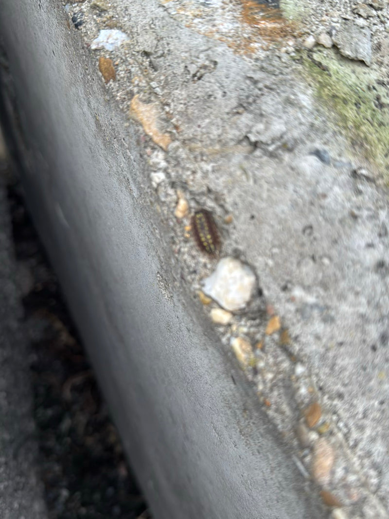 Millepiedi piatto — Bild 2