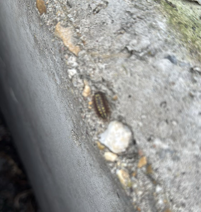 Millepiedi piatto — Bild 1