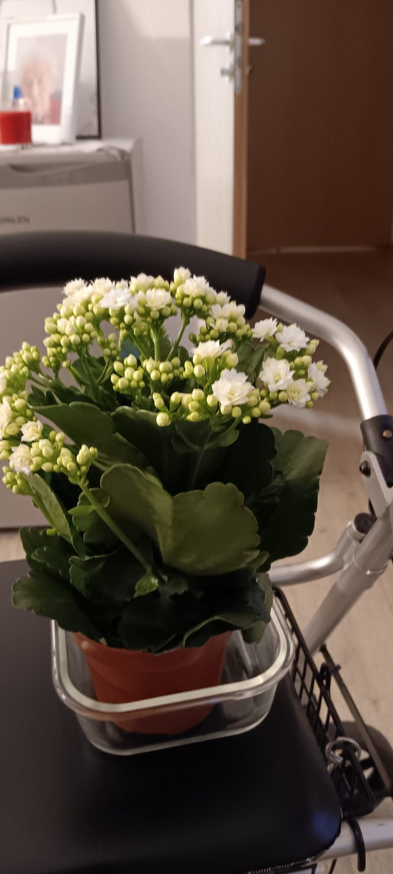 Si vede una Kalanchoe blossfeldiana con molti fiori bianchi e boccioli in un piccolo vaso. La pianta è all'interno.