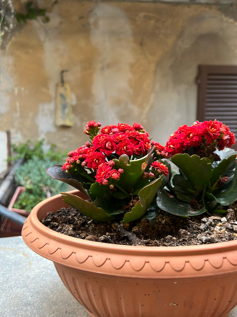 Si vede una Kalanchoe blossfeldiana in fiore in un vaso da fiori color terracotta davanti a una parete rustica. La pianta mostra fiori rosso vivo e foglie ve...