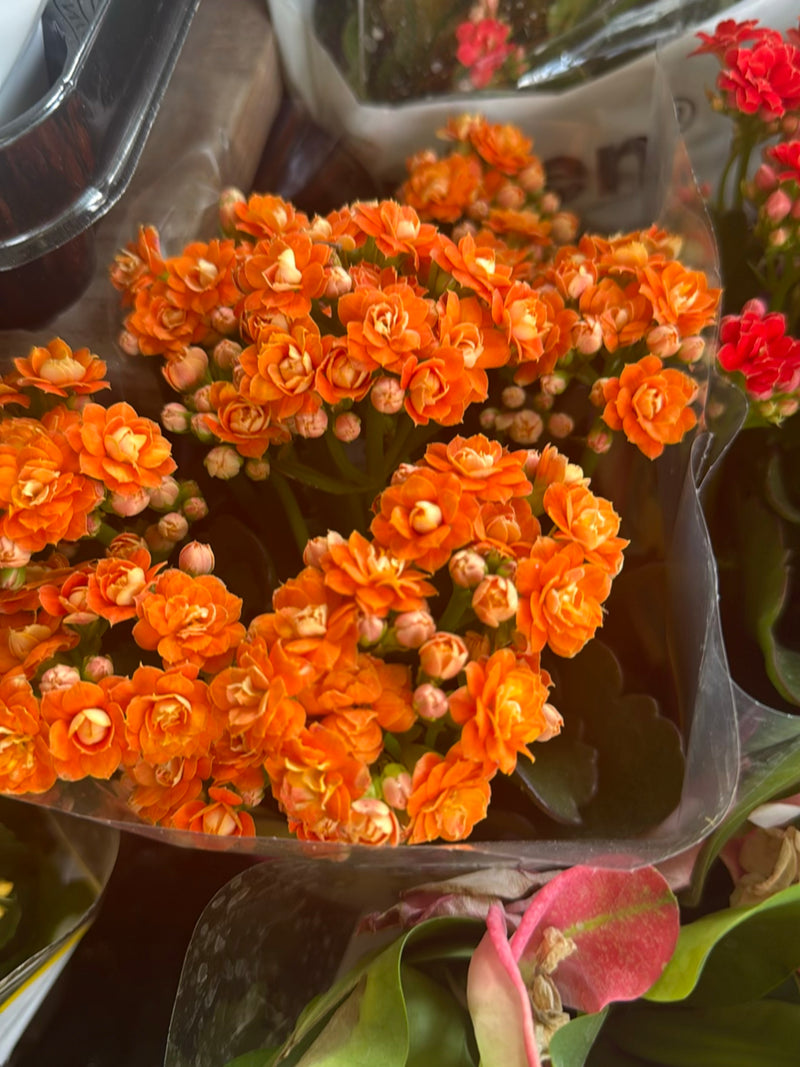 L'immagine mostra un denso gruppo di fiori arancioni vivaci di Kalanchoe blossfeldiana. I piccoli fiori doppi sono raccolti vicini in un'infiorescenza densa.