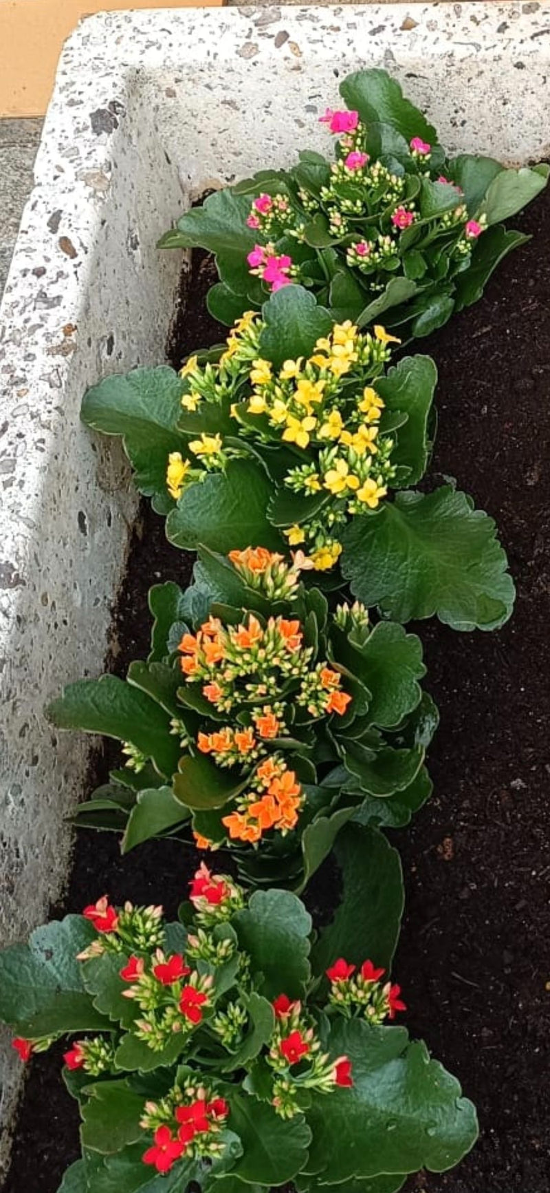 Diversi esemplari fioriti di Kalanchoe sono disposti in fila in una fioriera rettangolare riempita di terra.