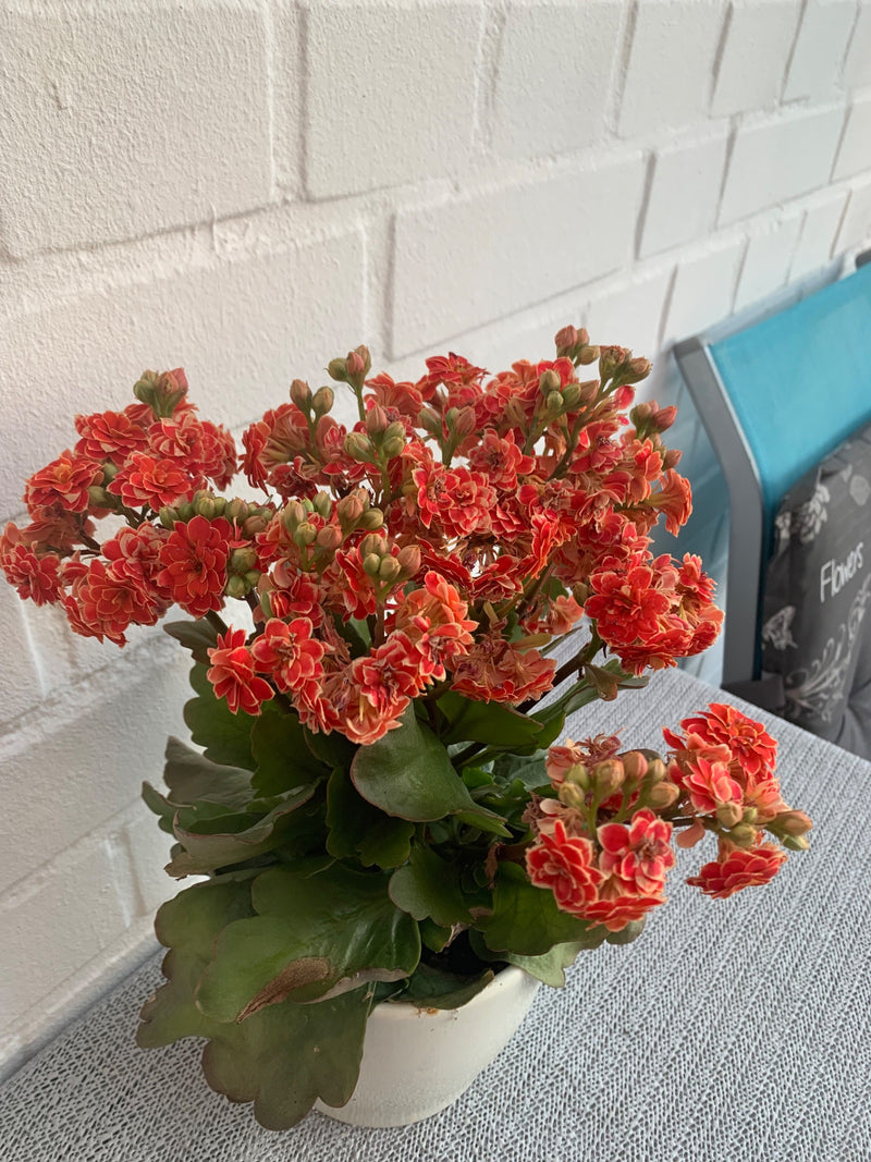 L'immagine mostra una Kalanchoe blossfeldiana in un vaso da fiori bianco su un tavolo davanti a una parete chiara. La pianta presenta numerosi fiori rosso vi...