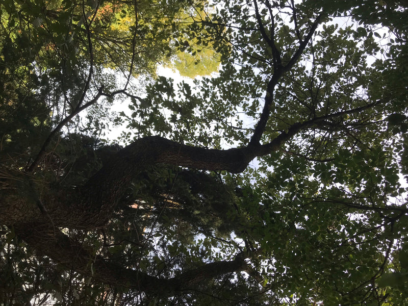 Flaumeiche — foto 1 di 3