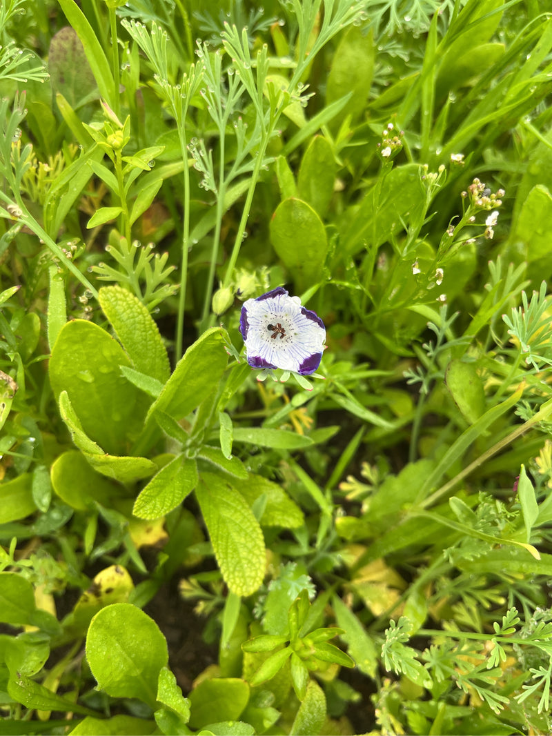 Fiore di boschetto screziato — Bild 1