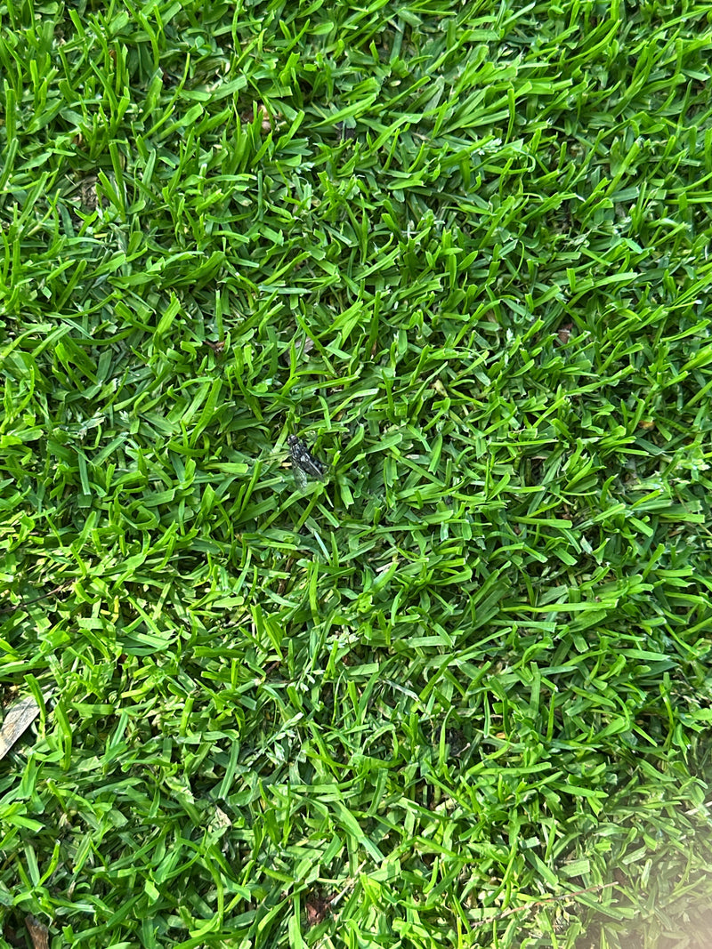 Mosca di carne — Bild 2