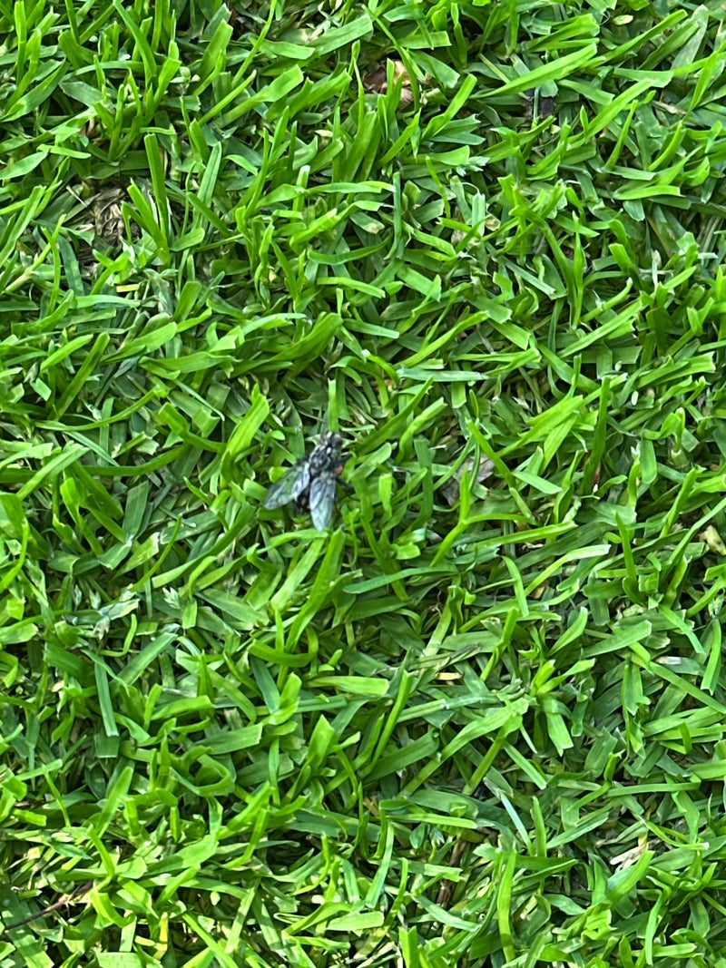Mosca di carne — Bild 1