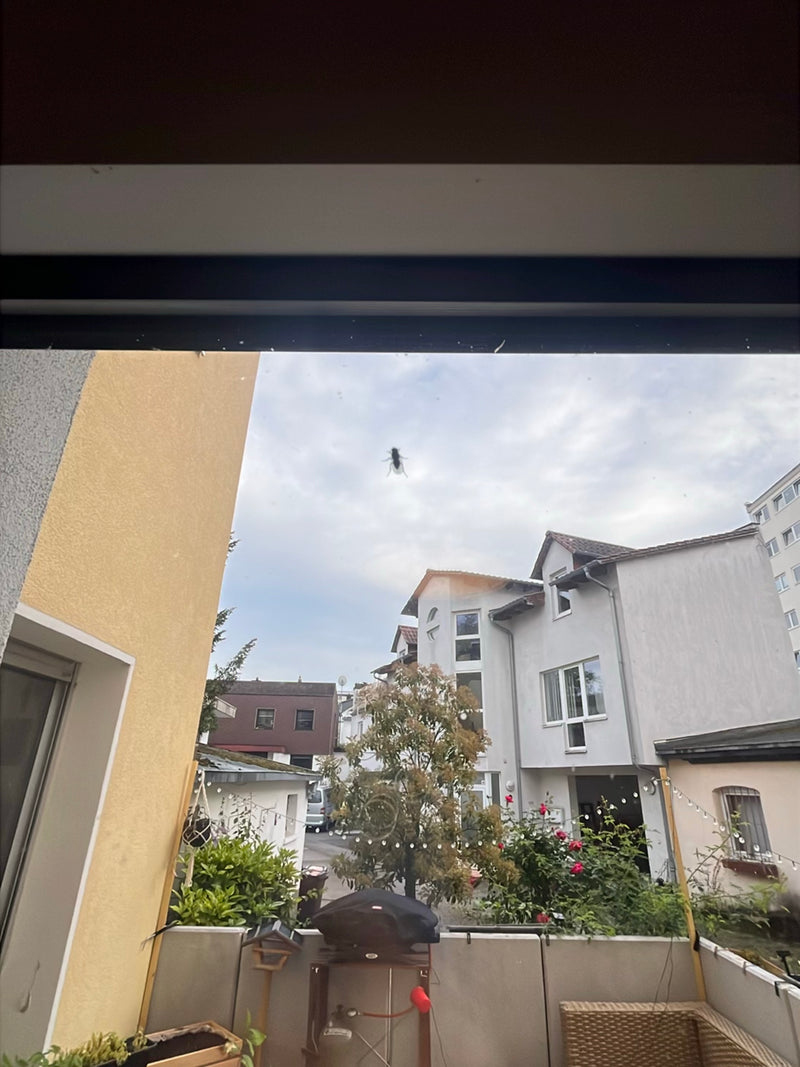 volare — Bild 4