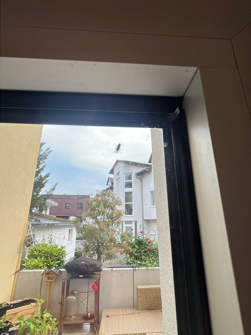 volare — Bild 2