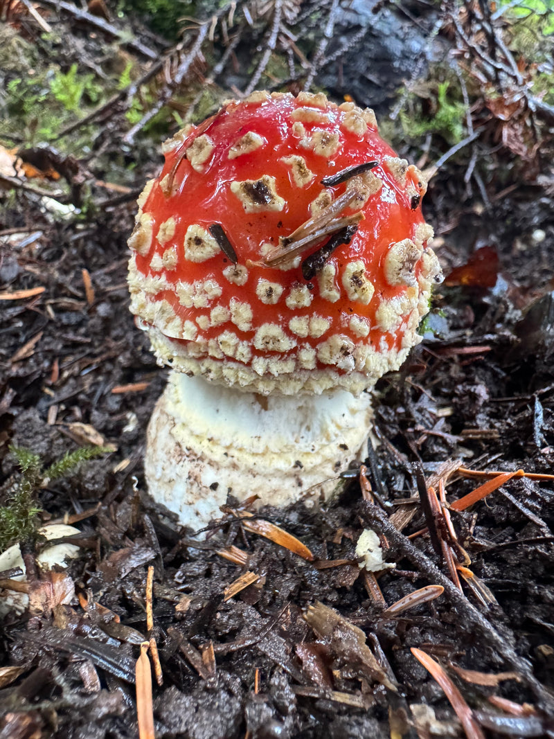 Un giovane ovolo malefico con cappello rosso arrotondato e verruche chiare cresce sul terreno umido della foresta tra gli aghi di pino.