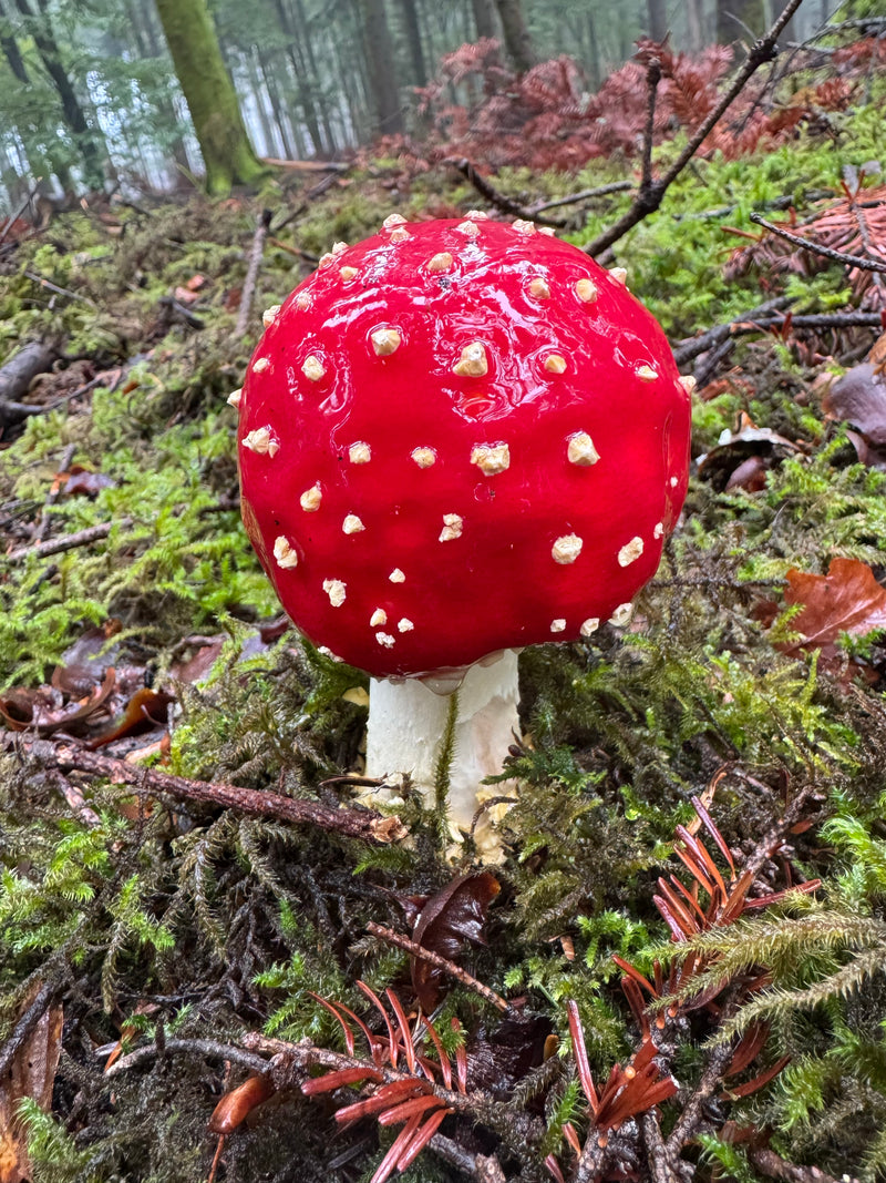 Un'ovolo malefico con cappello sferico rosso brillante e verruche bianche cresce sul terreno muschioso del bosco.
