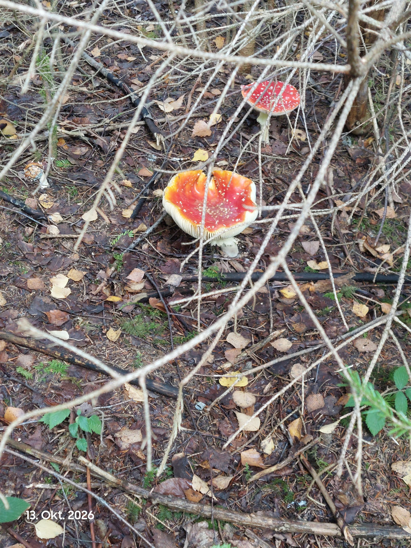 Due funghi ovolo malefico con cappelli rossi a pois bianchi crescono sul terreno boschivo coperto di foglie.