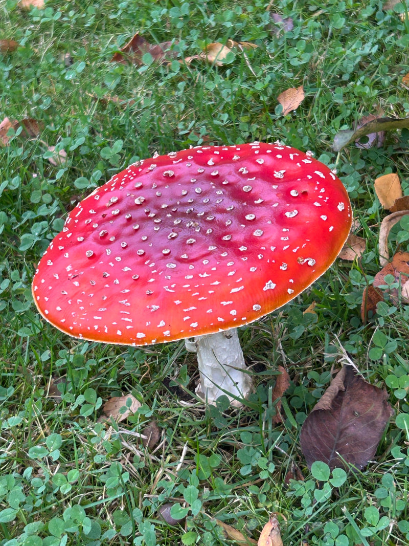 Un'amanita muscaria matura con un cappello rosso brillante punteggiato di bianco cresce su un prato tra trifogli e foglie cadute.