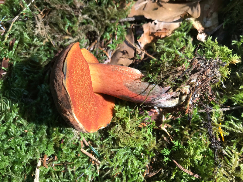 Porcini della strega dal gambo traballante — foto 2 di 14