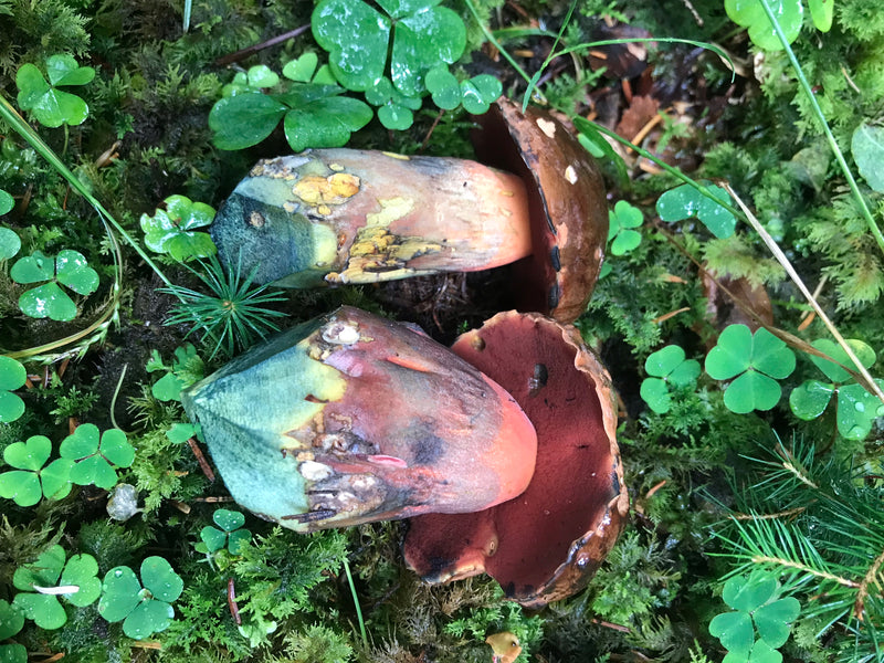 Porcini della strega dal gambo traballante — foto 3 di 14