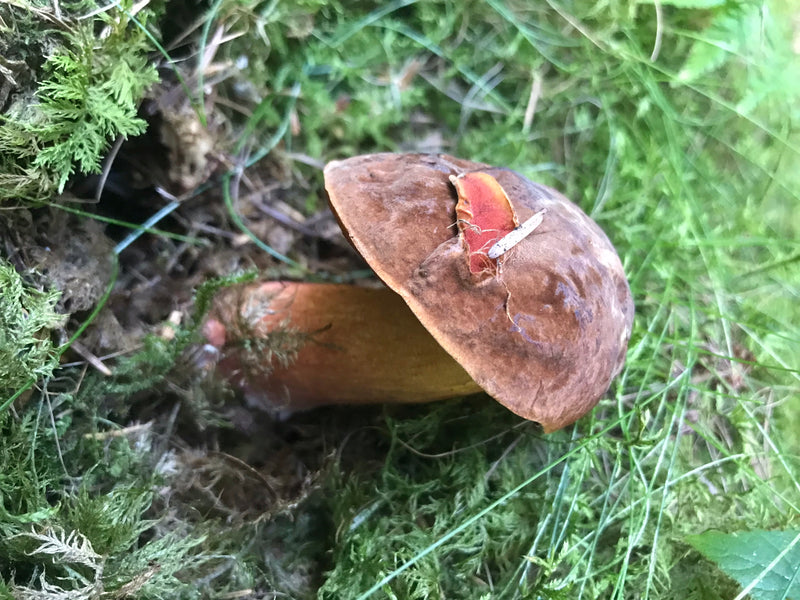 Porcini della strega dal gambo traballante — foto 5 di 14