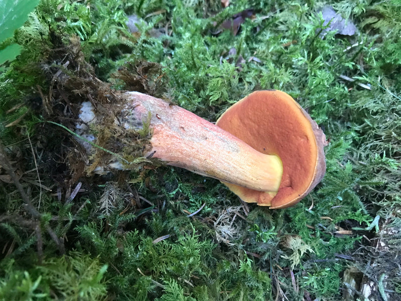 Porcini della strega dal gambo traballante — foto 4 di 14