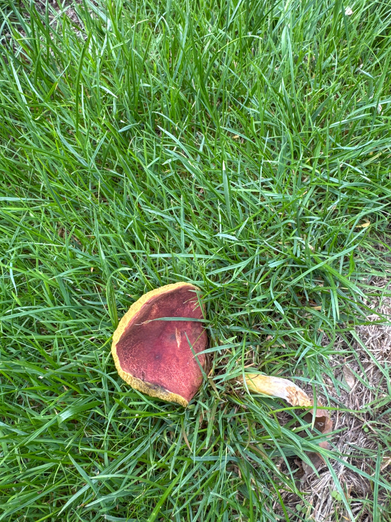 Porcini della strega dal gambo traballante — foto 1 di 14