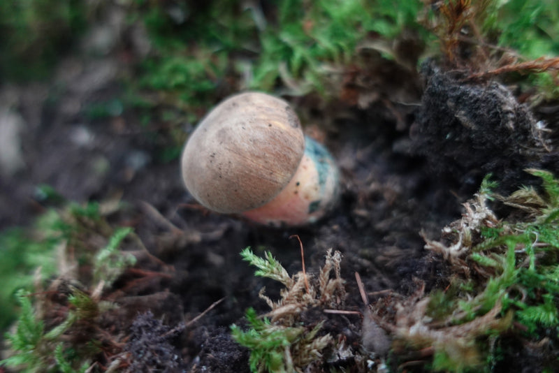 Un giovanissimo boleto a gambo rosso cresce tra muschio e terra scura sul terreno del bosco.