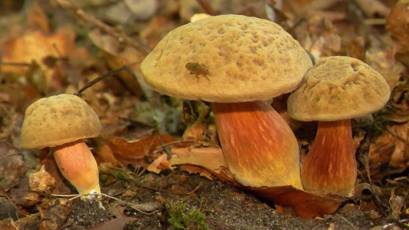 Tre corpi fruttiferi del porcino dal piede rosso crescono sul suolo della foresta coperto di foglie secche. Un piccolo insetto è posato sul cappello del fung...