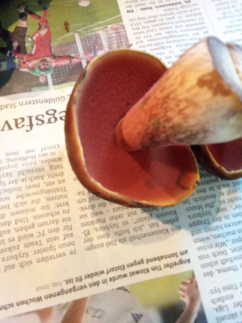 La parte inferiore del cappello di un boleto dal piede rosso, con pori rosso vivo e gambo punteggiato, poggia su un giornale.