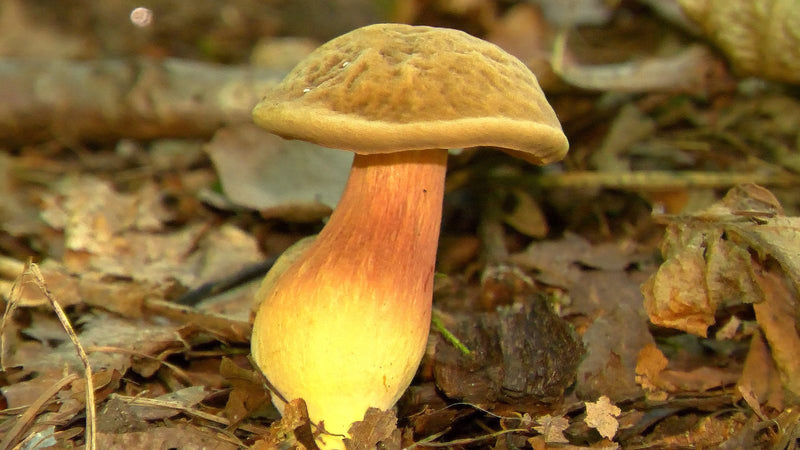 Un singolo boleto dal piede rosso cresce tra la lettiera di foglie sul terreno del bosco, visto di lato.