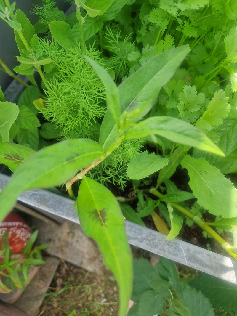 Floh-Knöterich — Bild 4
