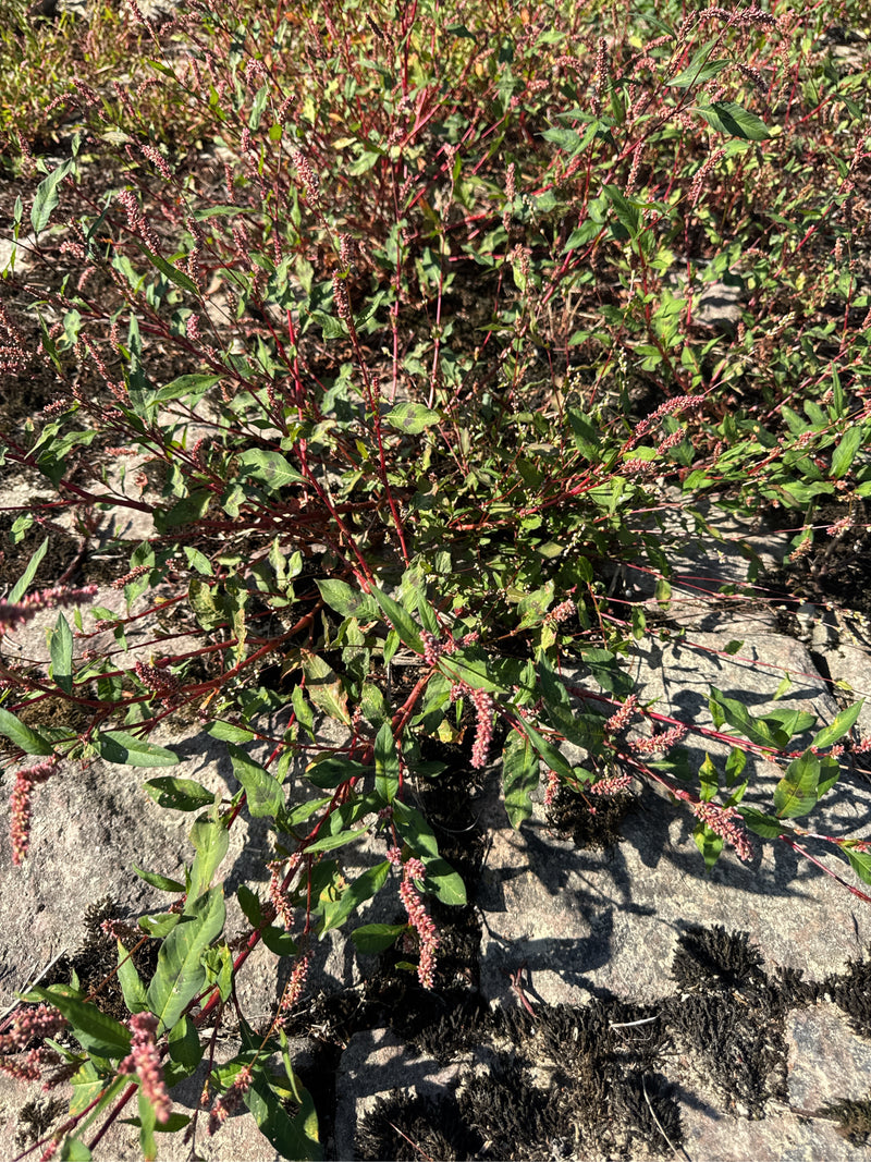 Un poligono persicaria in fiore si estende su un terreno roccioso con fusti rossastri e spighe di fiori rosa.