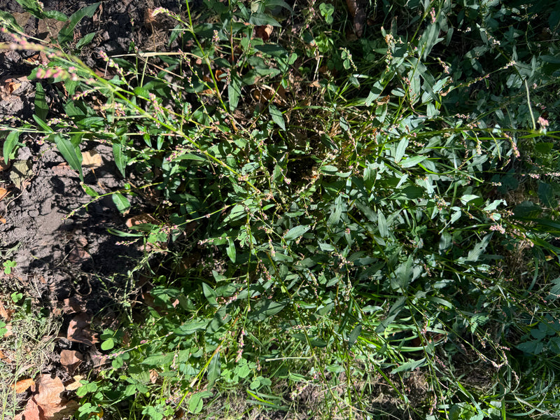 Poligono delle pulci — foto 4 di 17