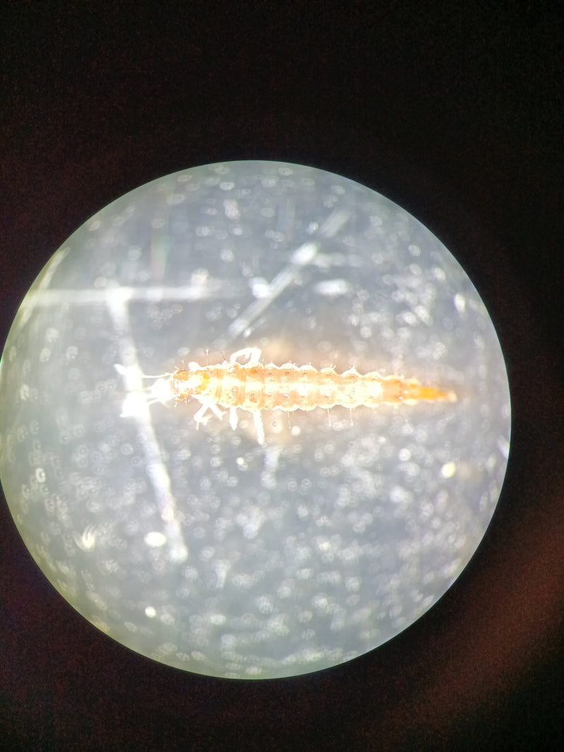 Lacewings — Bild 2