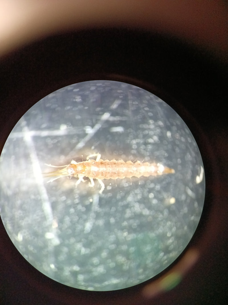 Lacewings — Bild 1