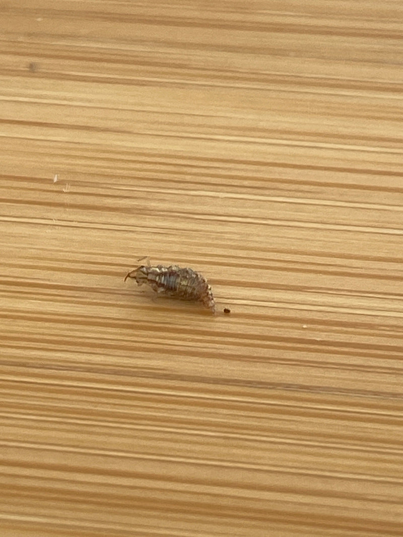 Una larva di crisopa striscia su una superficie di legno strutturata. L'insetto è chiaramente visibile e mostra la tipica forma del suo stadio giovanile.