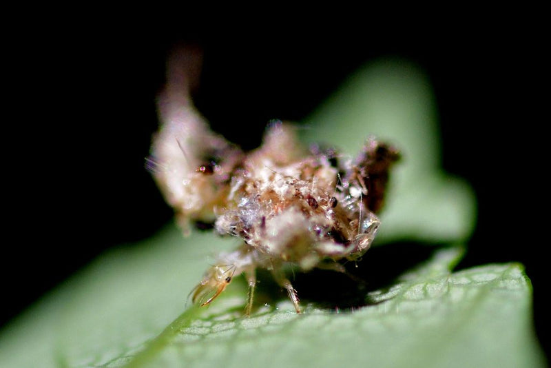 Si vede la larva di una crisopa su una foglia verde. Tipicamente trasporta materiale mimetico sul dorso.