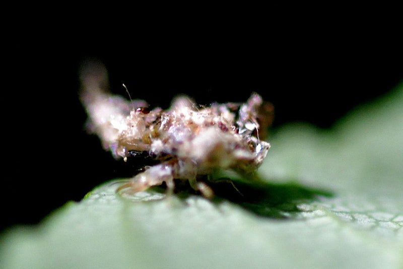 Una larva di crisopa è seduta su una foglia verde, avendo coperto il suo corpo con uno strato mimetico di detriti e residui. L'insetto rimane immobile sul su...