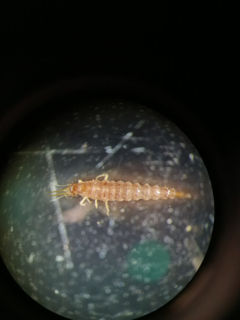 Lacewings — Bild 3